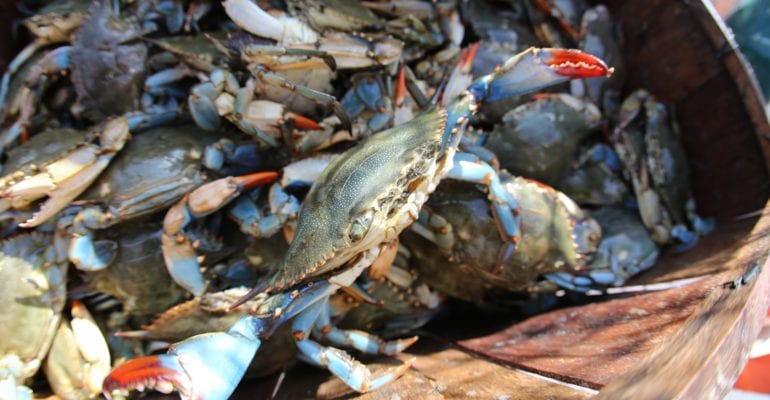 blue crabs in barrel