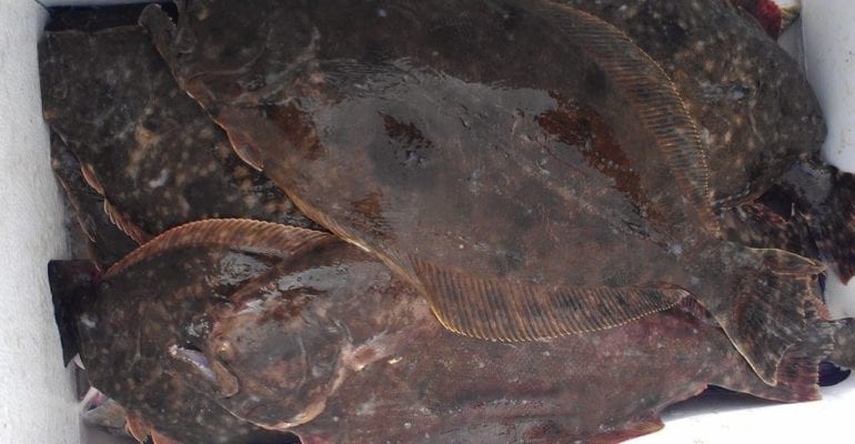 several flounder in ice chest