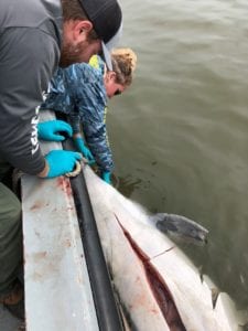 LDWF conducting dolphin necropsy