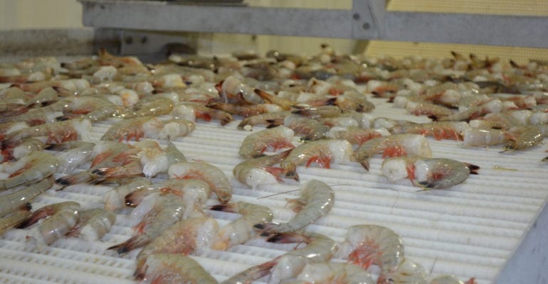 raw, headless shrimp moving through processing plant