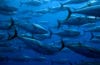 school of tuna in blue water