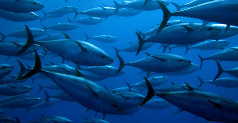 school of tuna in blue water