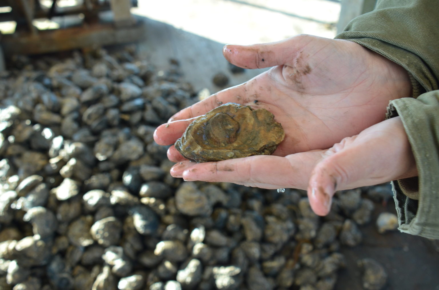 Undesignation of a Portion of Public Oyster Seed Grounds Finalized