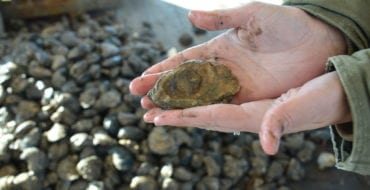 hands holding single oyster, with oysters in background