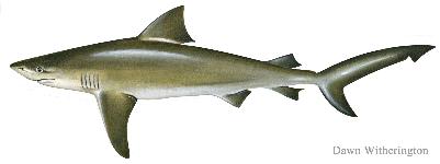 bull shark illustration