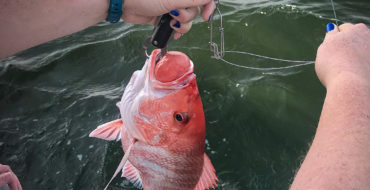 photo of red snapper with barotrauma on descending device