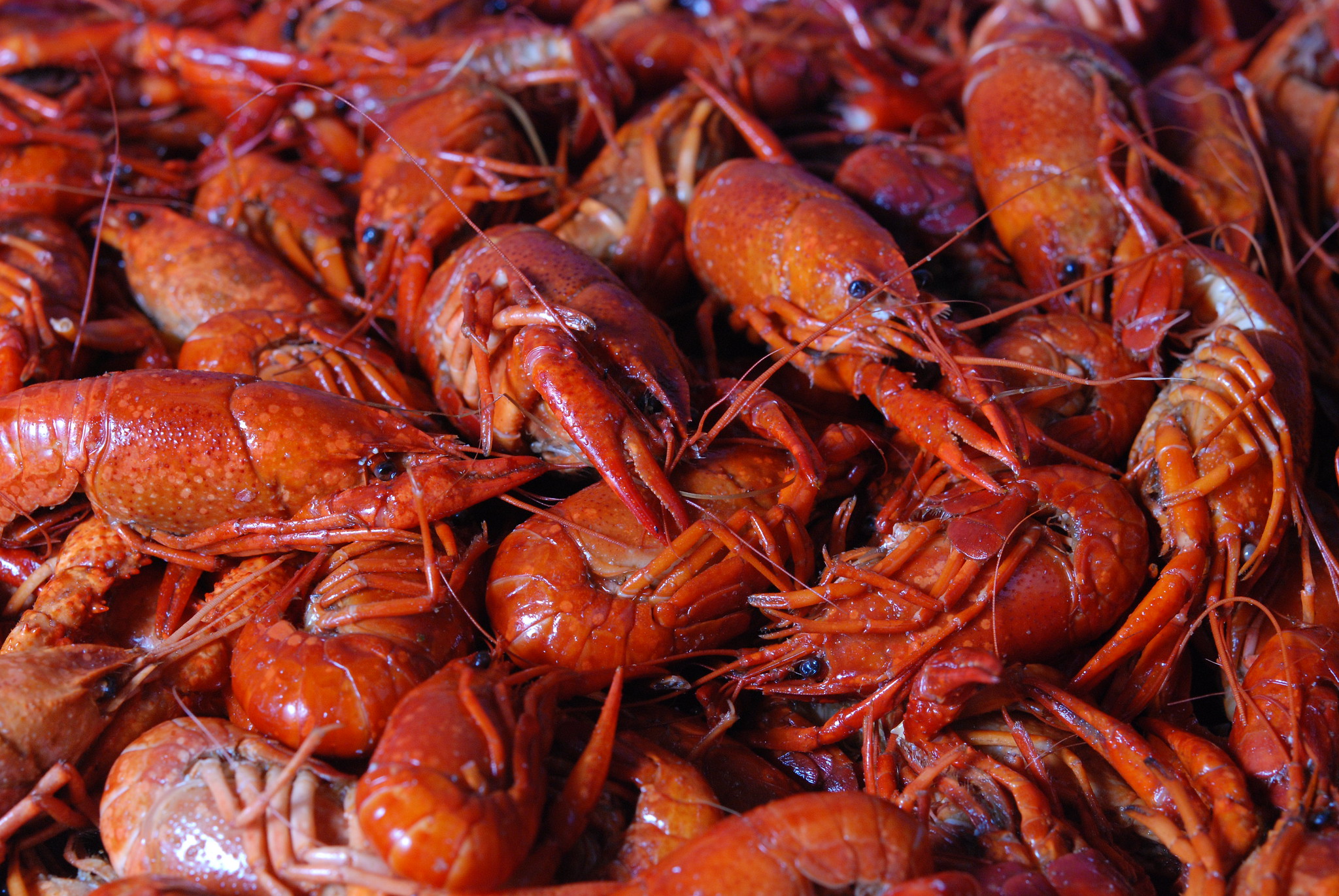 close up of many boiled crawfish