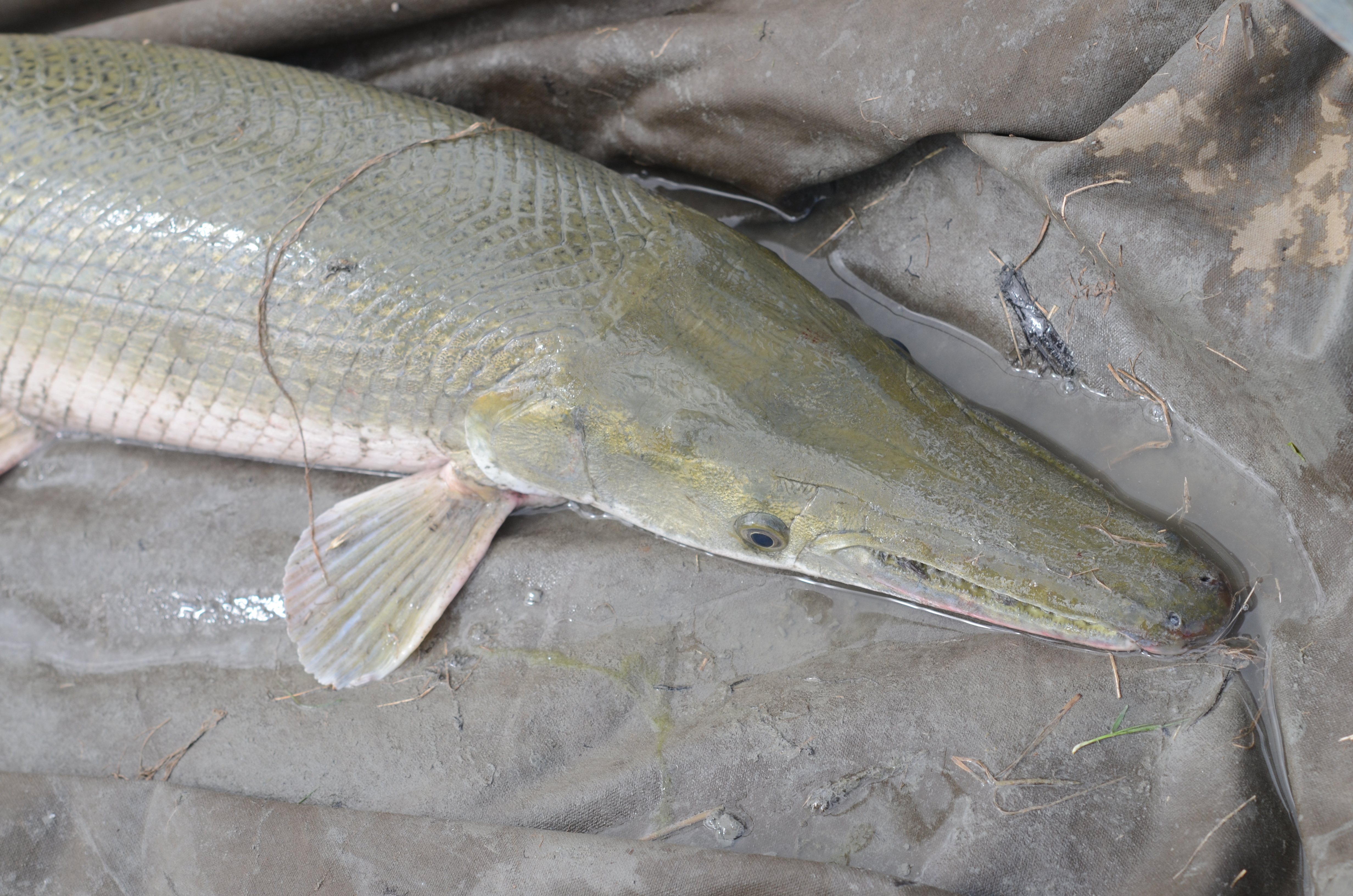 photo of upper body of alligator gar