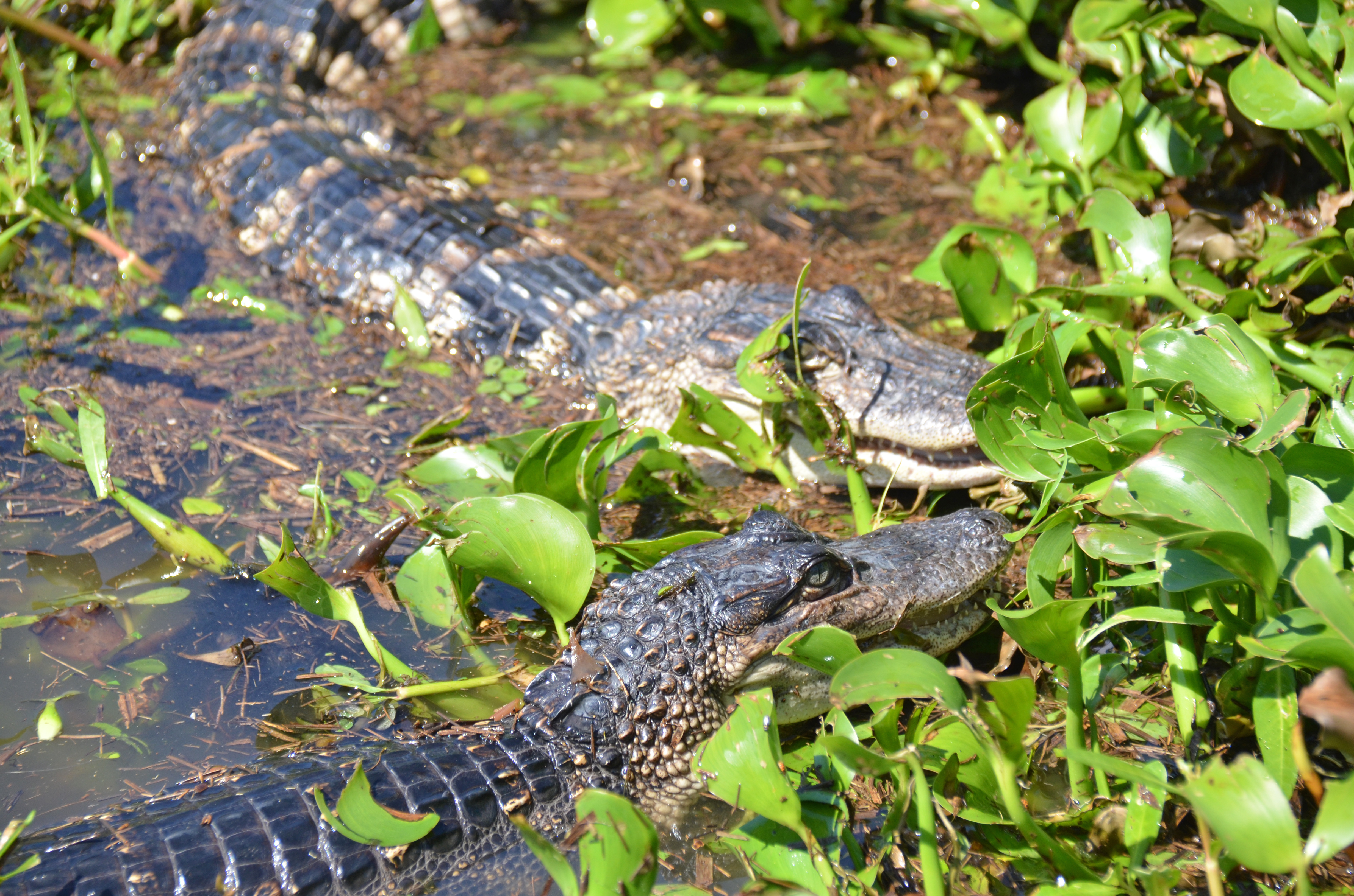 two juvenile alligators amid water plants