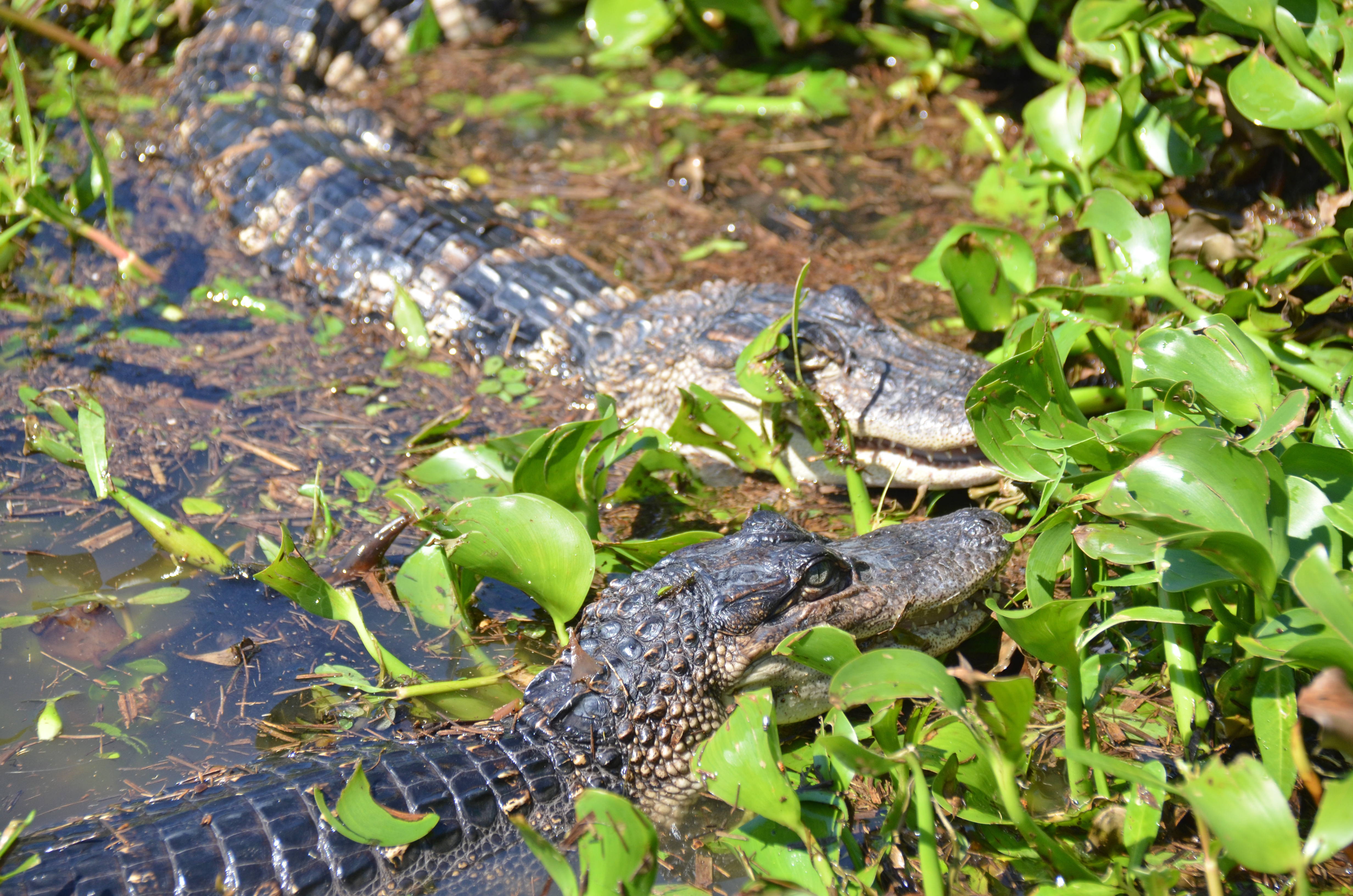 alligators two juvenile alligators amid water plants