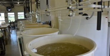 tanks for oyster larvae at Sea Grant hatchery in Grand Isle