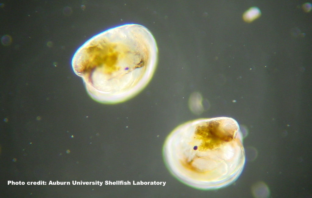 Alternative Oyster Culture LA Fisheries Forward