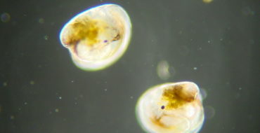 two eyed larvae as viewed under microscope