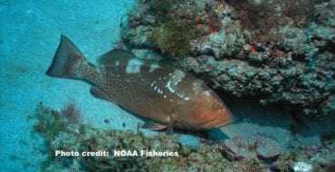 red grouper swimming along sea bottom