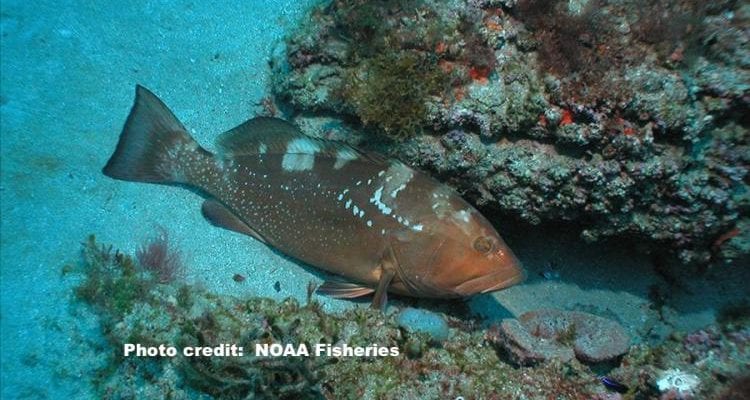 red grouper swimming along sea bottom