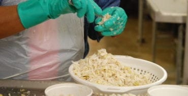 Worker picking crab meat in processing facility