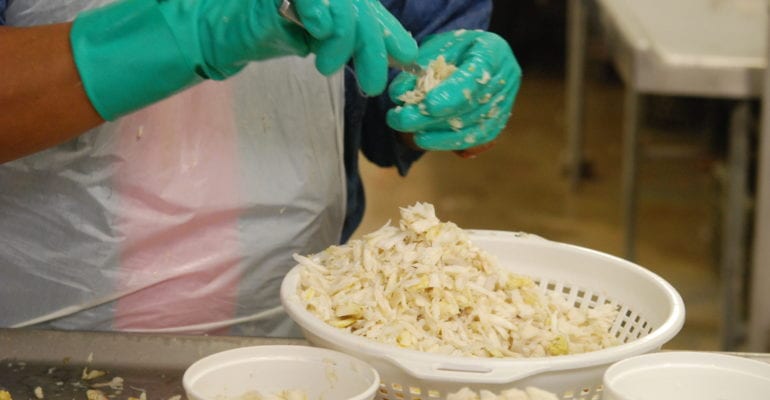 Worker picking crab meat in processing facility