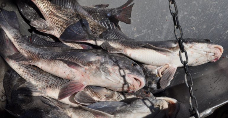 several black drum on a scale
