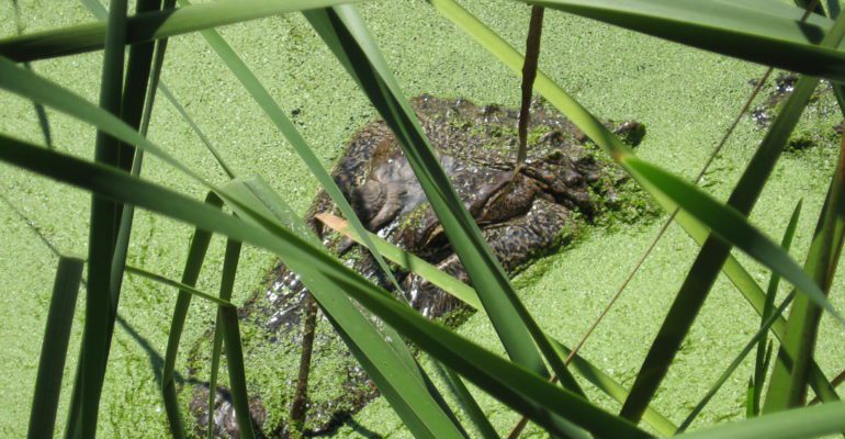 top of alligator head just barely visible above water surrounded by duckweed