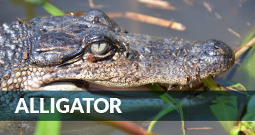 img_bu_Alligator