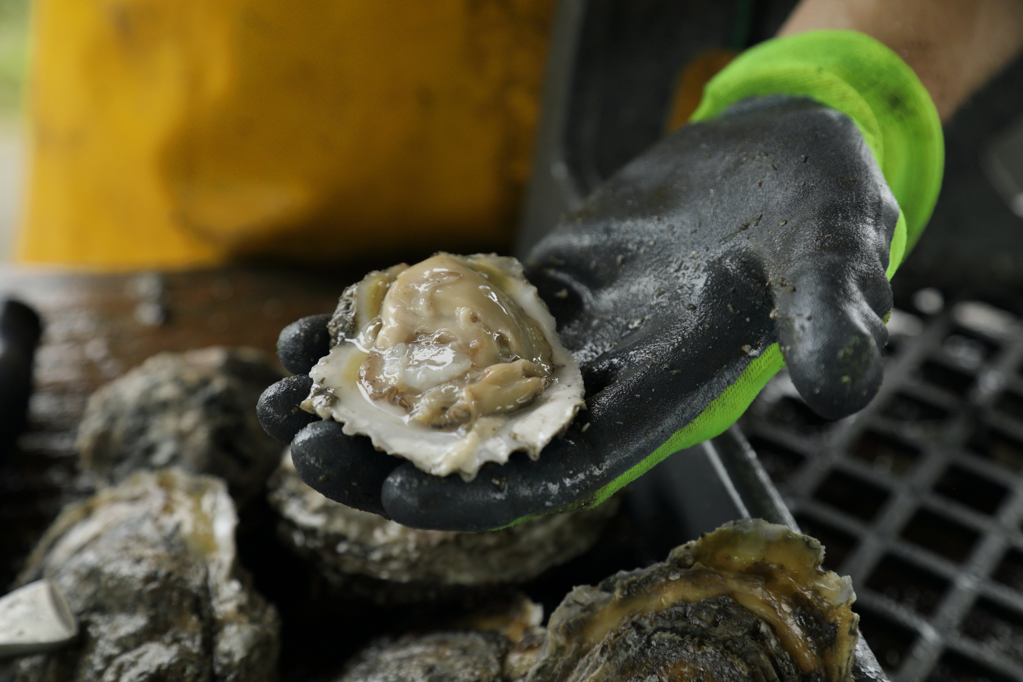 shucked cage grown oyster in gloved hand