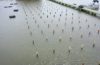 oyster farm at Sea Grant hatchery