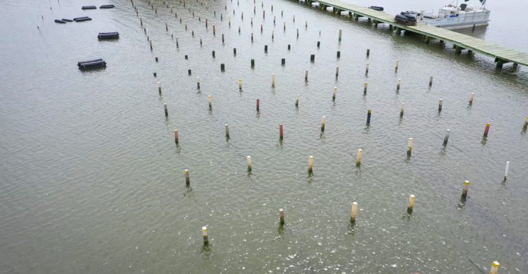 oyster farm at Sea Grant hatchery