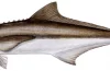 illustration of a cobia fish by Diane Rome Peebles