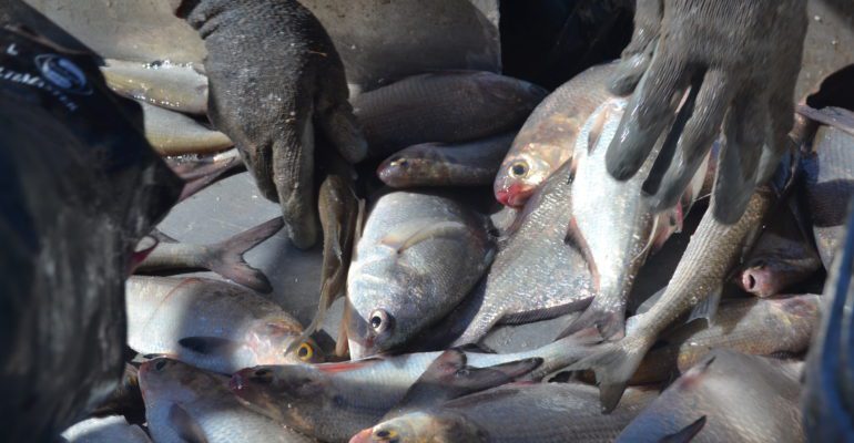 hands of fisherman sorting freshwater fish such as shad and catfish in boat