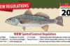 Image; New Spotted Seatrout Regulations